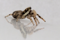 Un mle (Araneae - Salticidae - Salticus mutabilis)